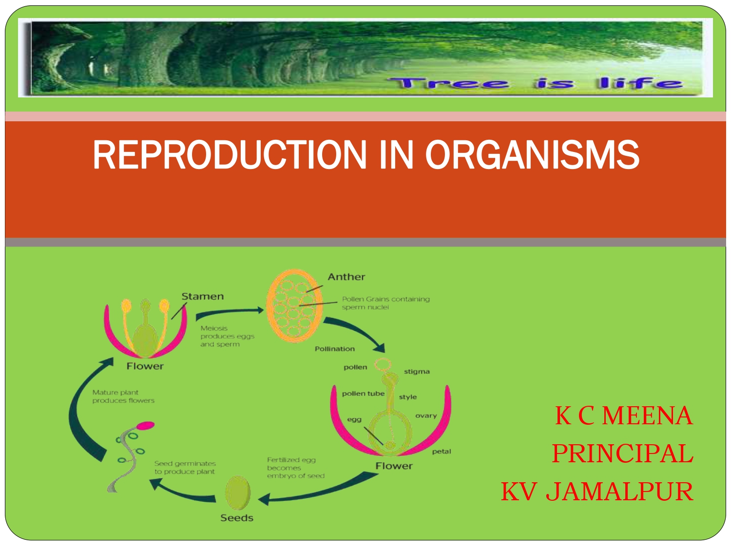 Class 12 Biology Chapter 1 Reproduction In Organism Presentation Cbse Content 6701