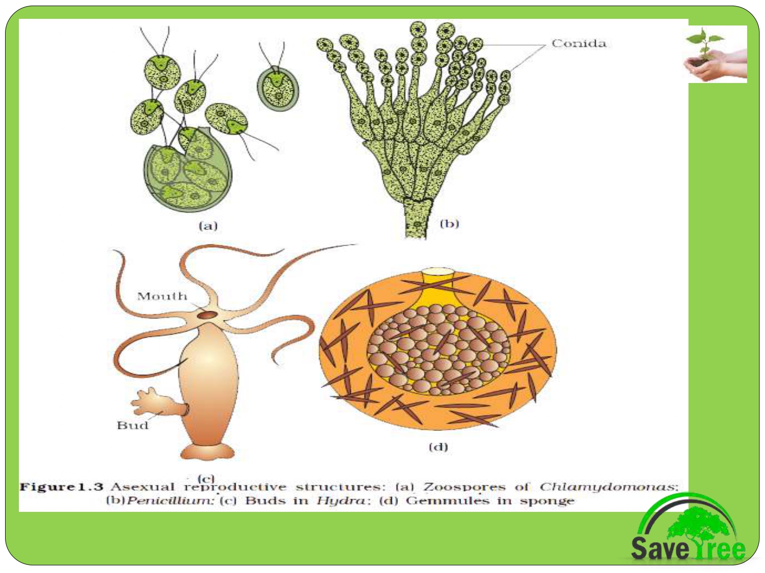 Class 12 Biology Chapter 1 Reproduction In Organism Presentation Cbse