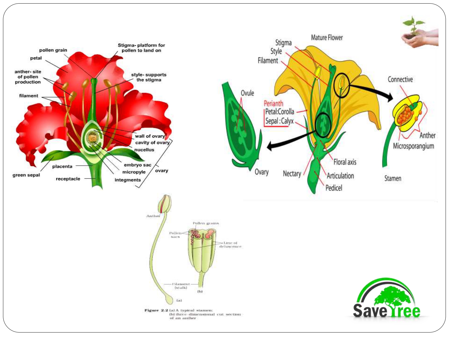 Class 12 Biology Chapter 2 Sexual Reproduction In Flowering Plants Presentation Cbse Content