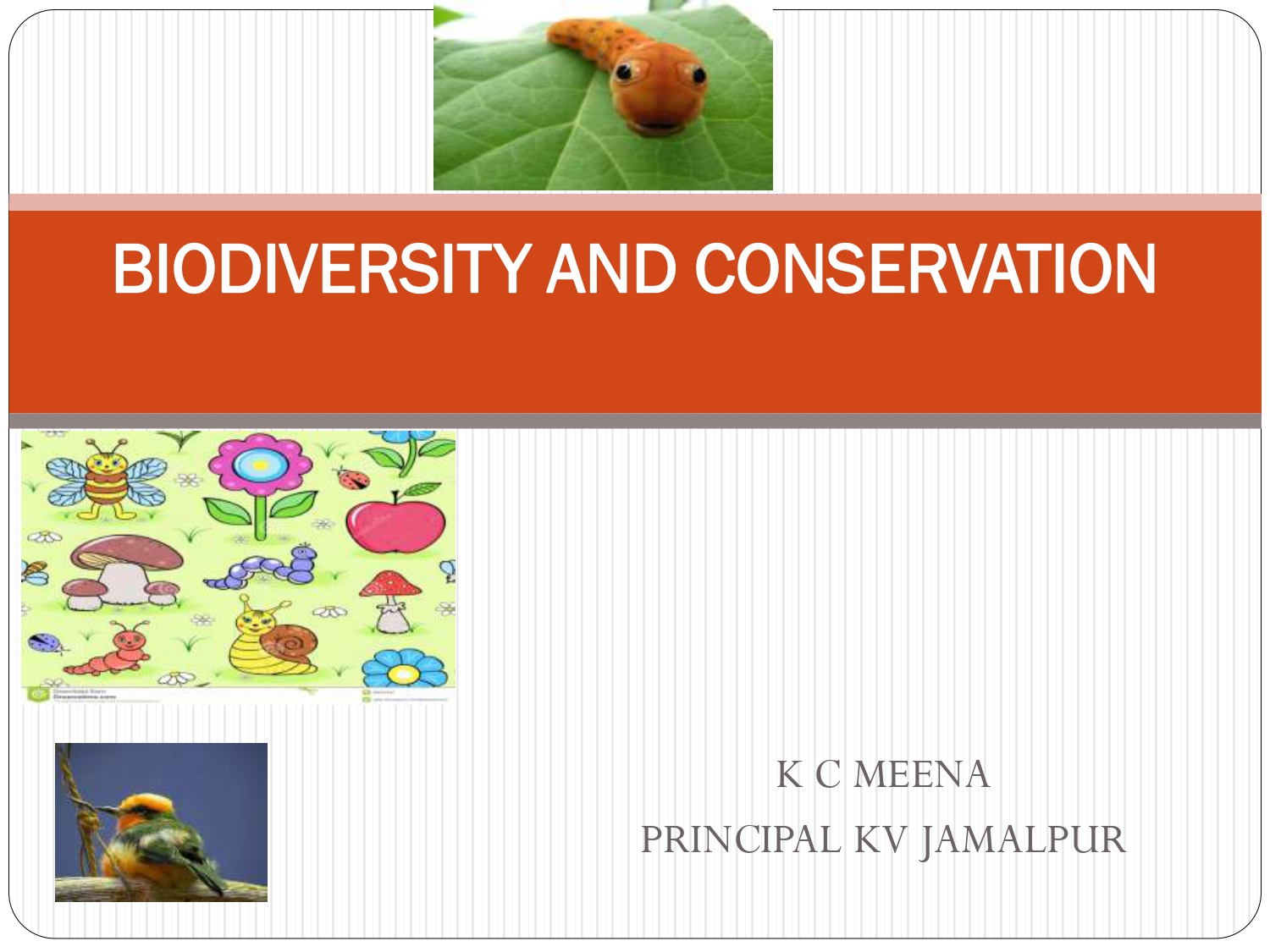 class-12-biology-chapter-15-biodiversity-and-conservation-presentation