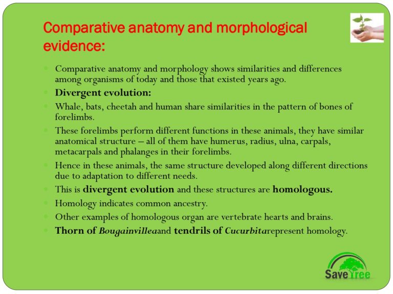Class 12 Biology Chapter 7 Evolution Presentation - CBSE CONTENT