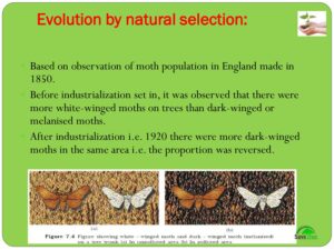 Class 12 Biology Chapter 7 Evolution Presentation - CBSE CONTENT