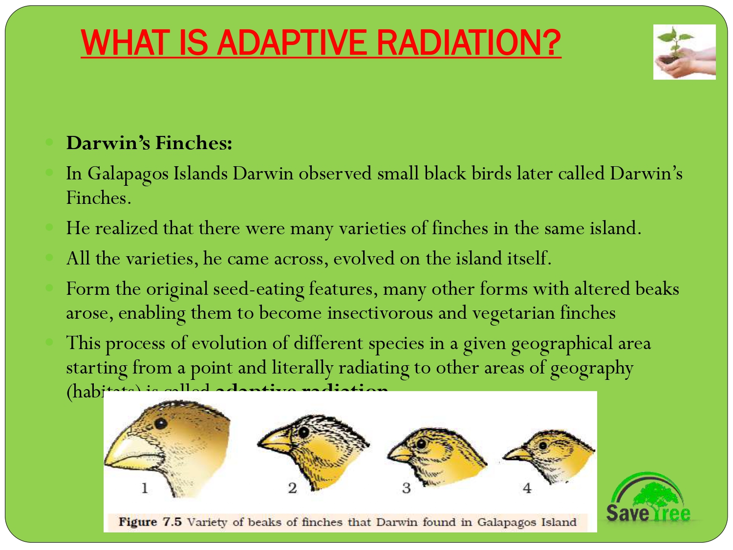 Class 12 Biology Chapter 7 Evolution Presentation - CBSE CONTENT