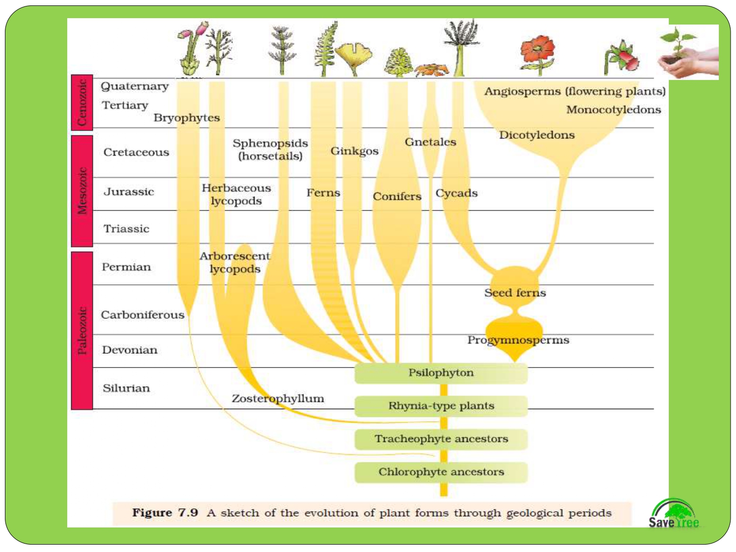 Class 12 Biology Chapter 7 Evolution Presentation - CBSE CONTENT