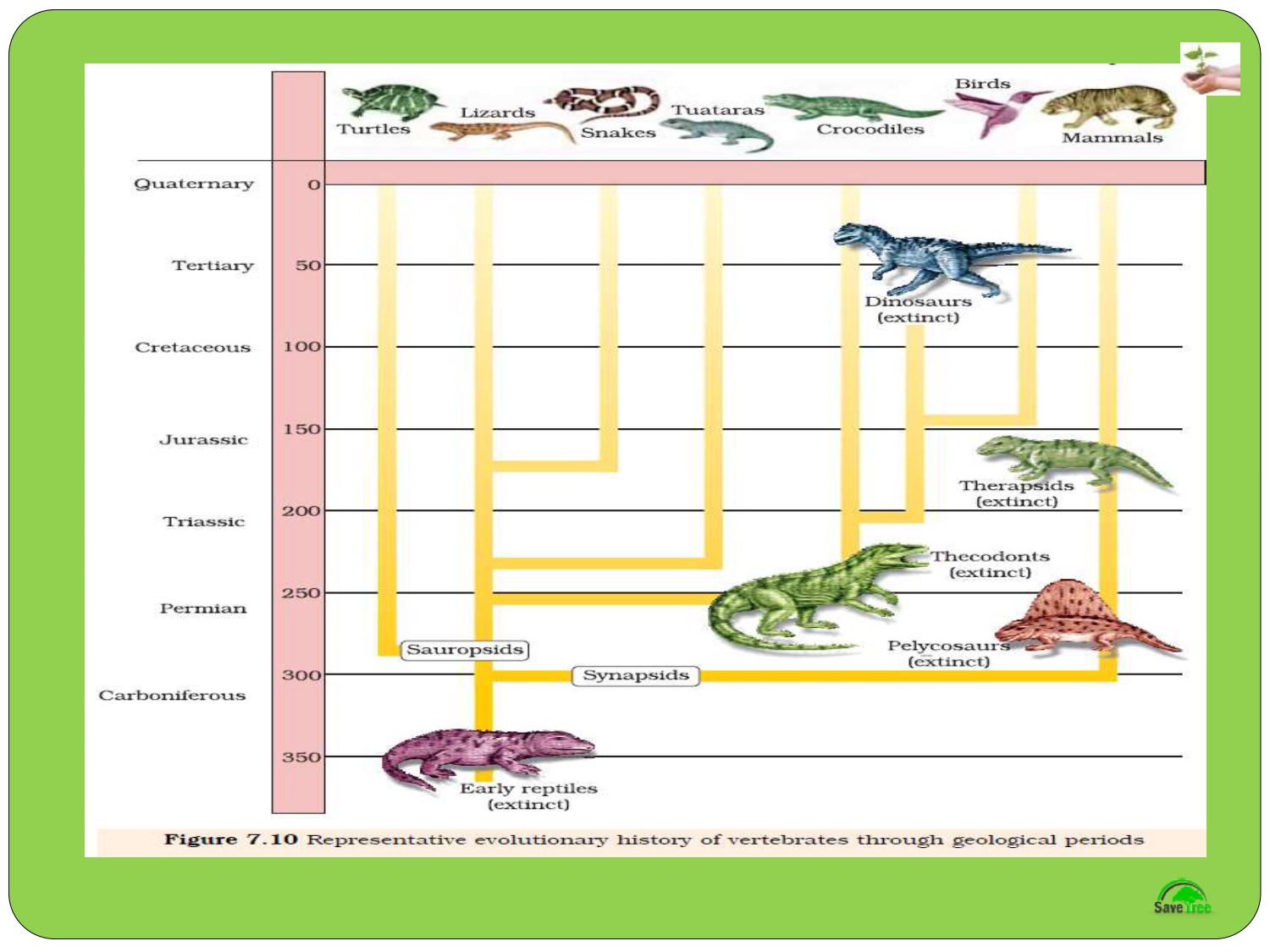 Class 12 Biology Chapter 7 Evolution Presentation - CBSE CONTENT